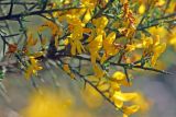 Genista scorpius. Часть цветущей ветви. Испания, Каталония, провинция Жирона, комарка Альт-Эмпорда, окр. г. Фигерас, луг на крепостных валах. 31.03.2019.