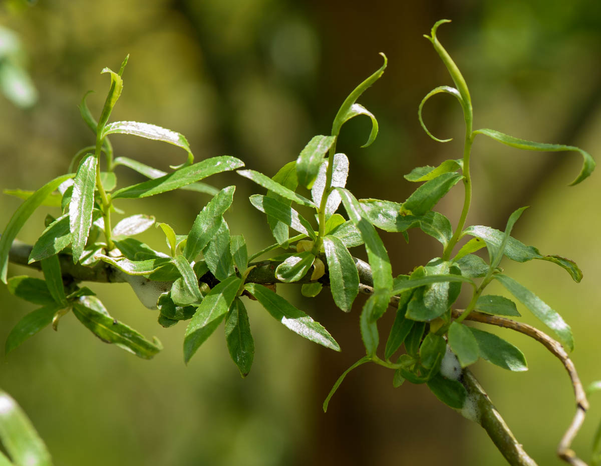 Image of genus Salix specimen.