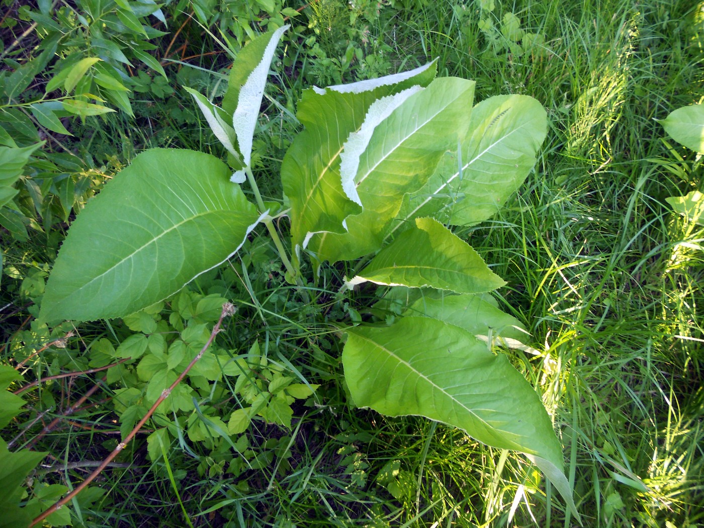 Изображение особи Inula helenium.