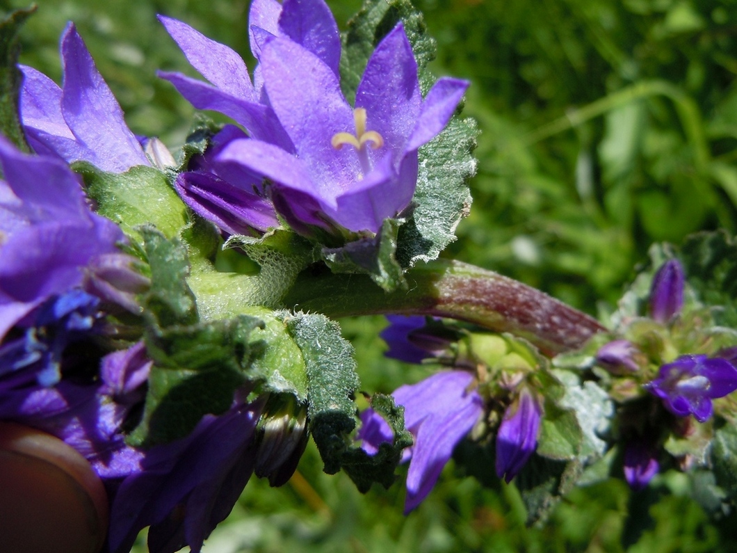 Image of Campanula farinosa specimen.