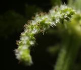 Urtica dioica