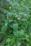 Cypripedium calceolus