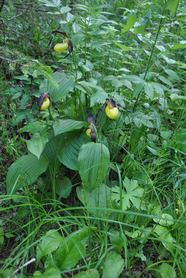 Изображение особи Cypripedium calceolus.