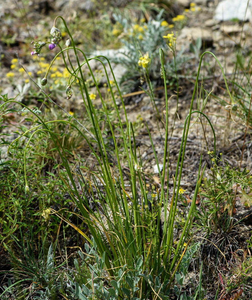 Image of Allium rubens specimen.