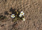 Anthemis leucanthemifolia