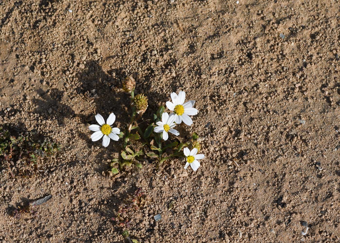 Image of Anthemis leucanthemifolia specimen.