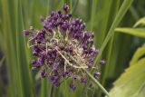 Allium vineale