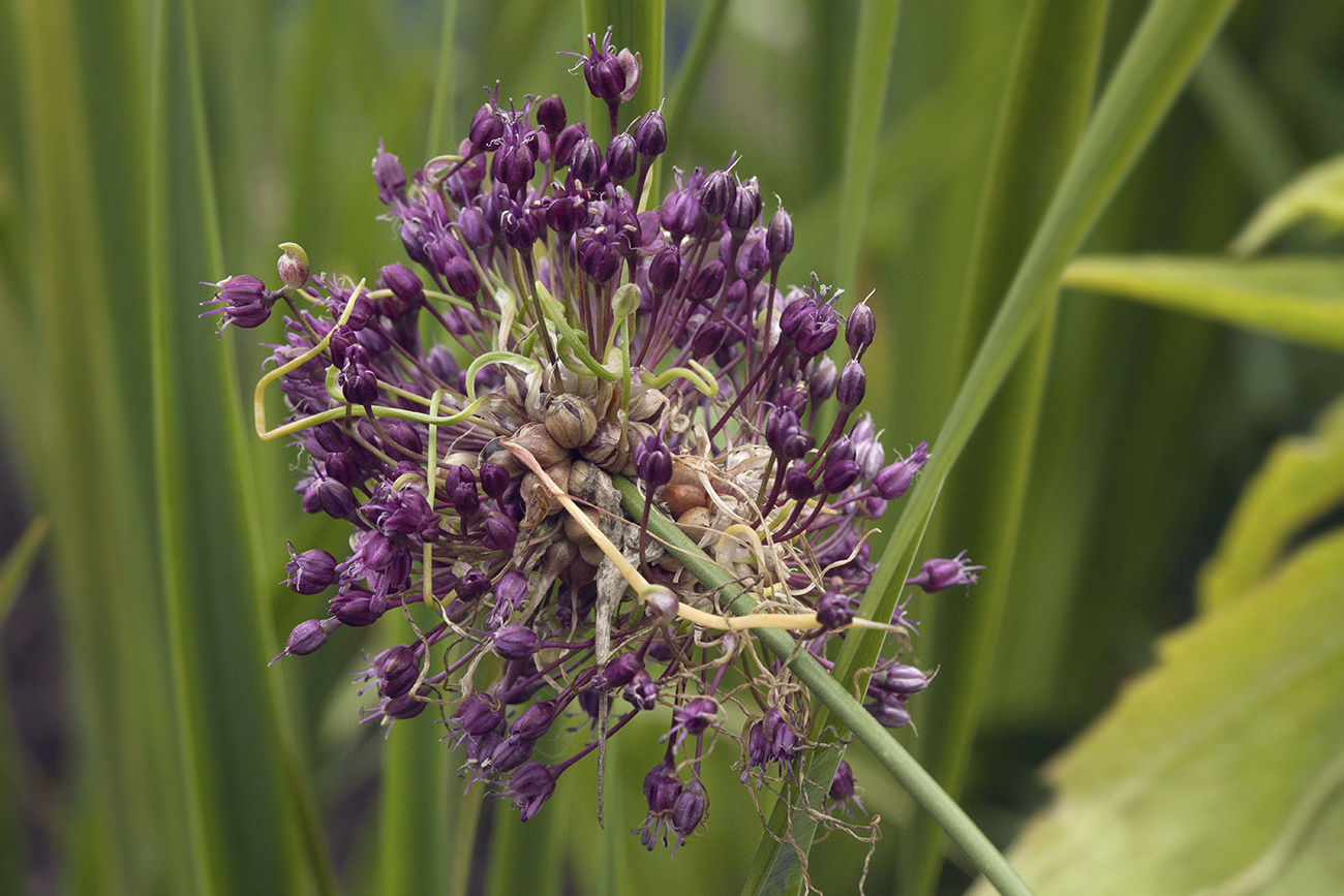 Изображение особи Allium vineale.