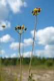 genus Pilosella. Верхушки побегов с соцветиями. Ленинградская обл., Гатчинский р-н, окр. дер. Авколево, карьер \"Елизаветино\", зарастающая обочина грунтовой дороги. 16.06.2019.