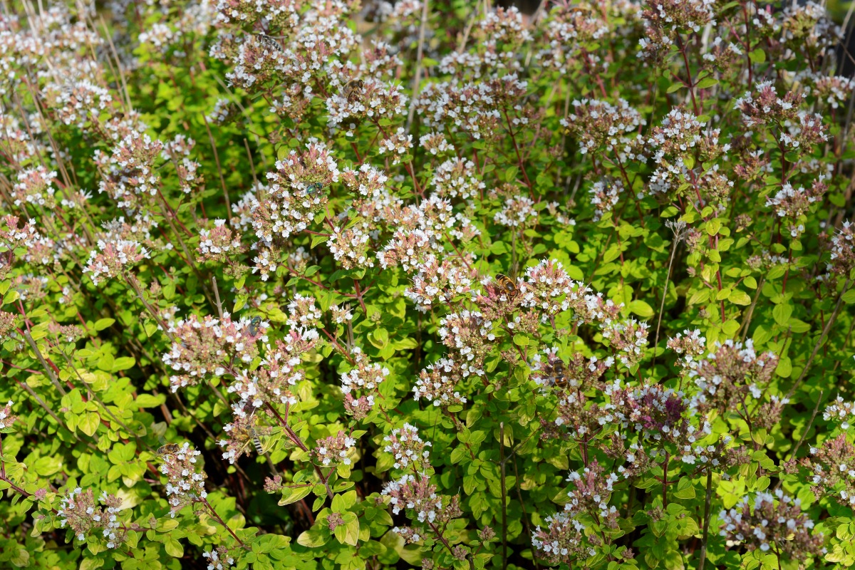 Image of Origanum vulgare specimen.