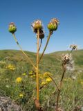 Ligularia karataviensis. Верхушка плодоносящего растения с затаившимся клопом. Южный Казахстан, Таласский Алатау, горы Таскора, пер. Буранши-Асу, 1550 м н.у.м., нагорная степь. 14 июня 2019 г.