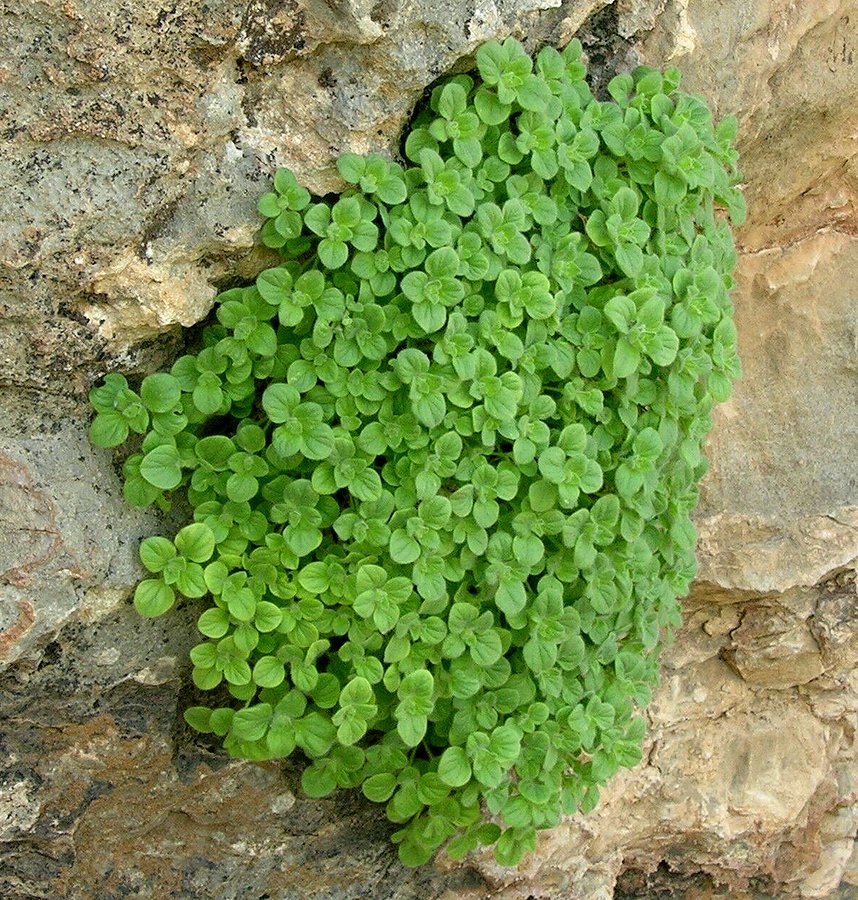 Image of Scutellaria immaculata specimen.