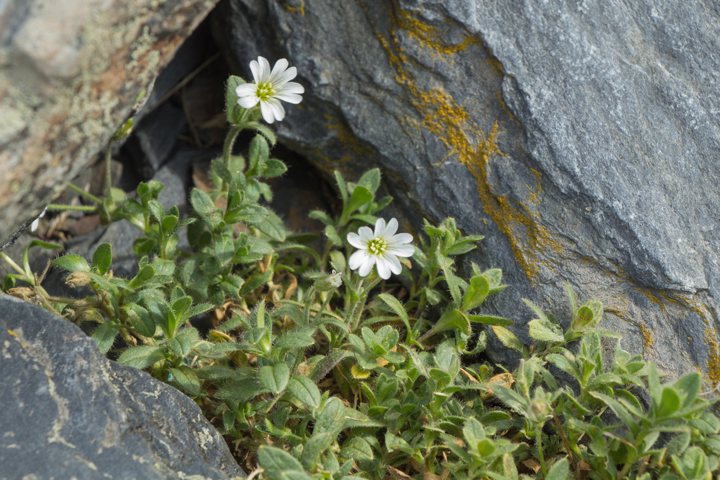 Image of Cerastium krylovii specimen.