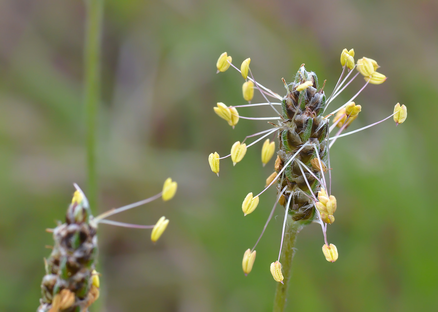 Изображение особи Plantago atrata.