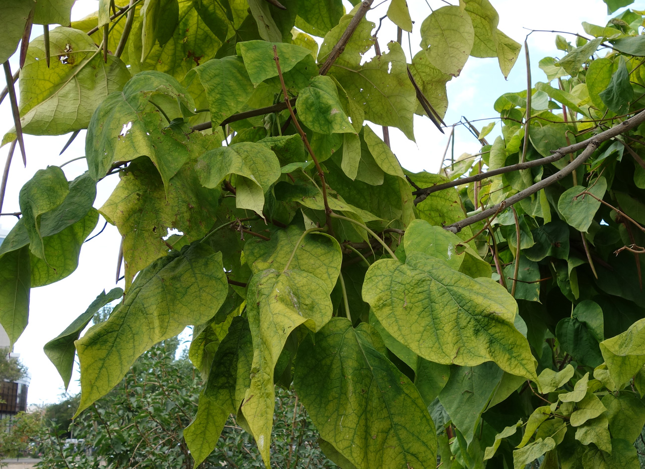 Image of Catalpa bignonioides specimen.