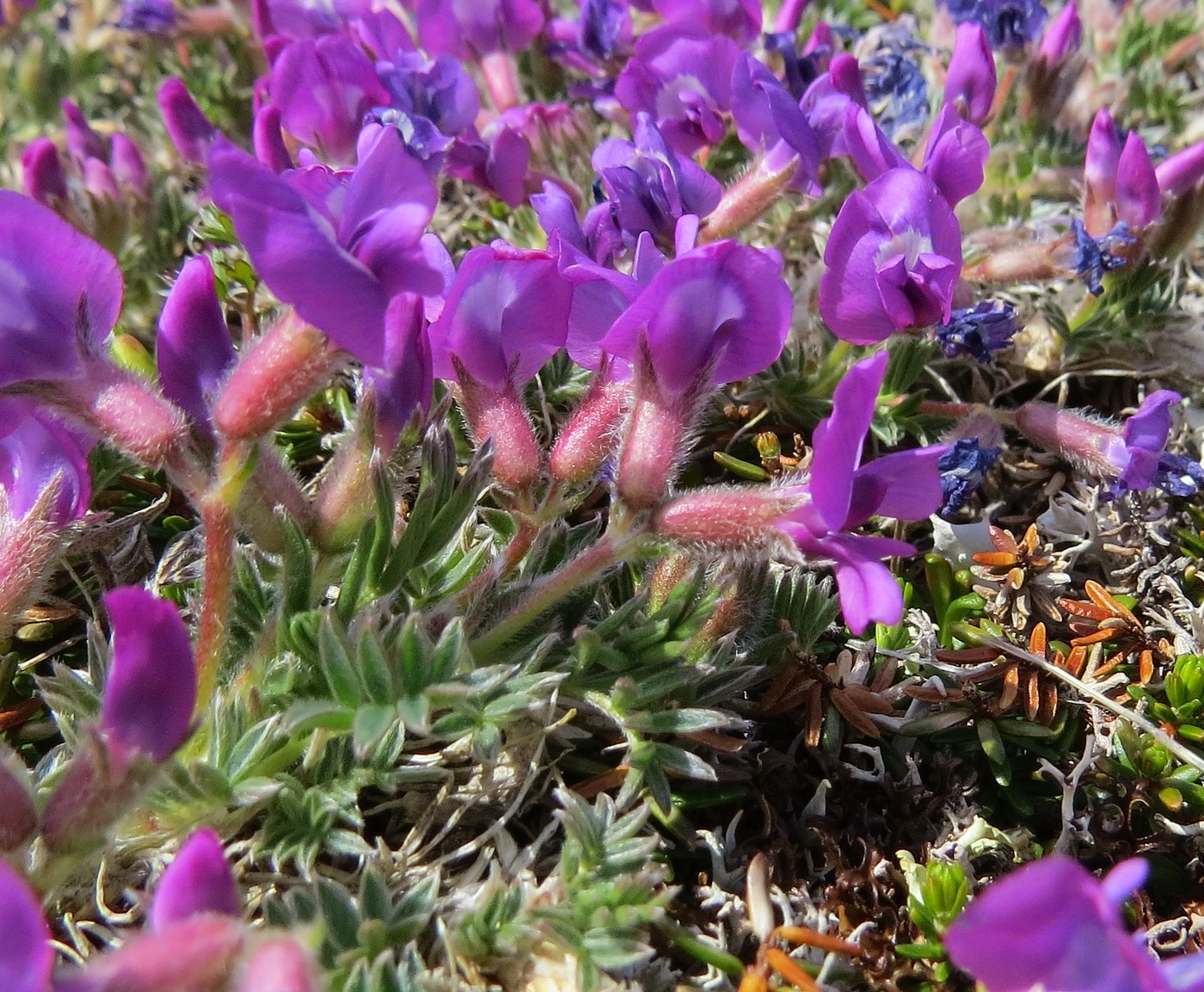 Image of Oxytropis czukotica specimen.