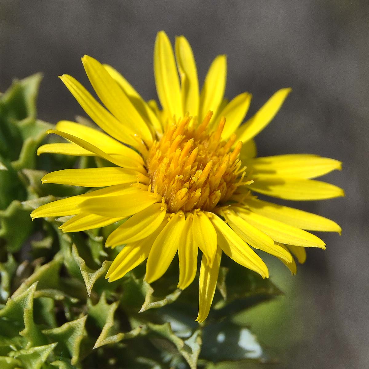 Image of Haplopappus foliosus specimen.