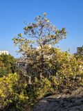 Quercus pubescens