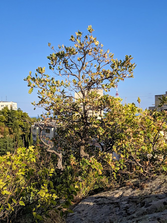 Image of Quercus pubescens specimen.