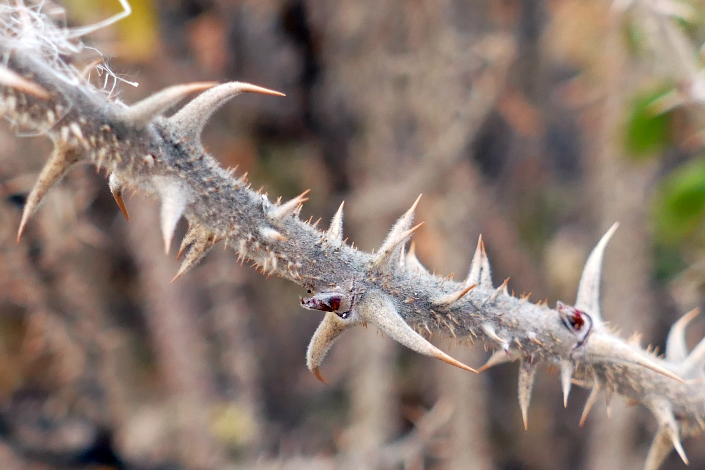 Image of Rosa rugosa specimen.