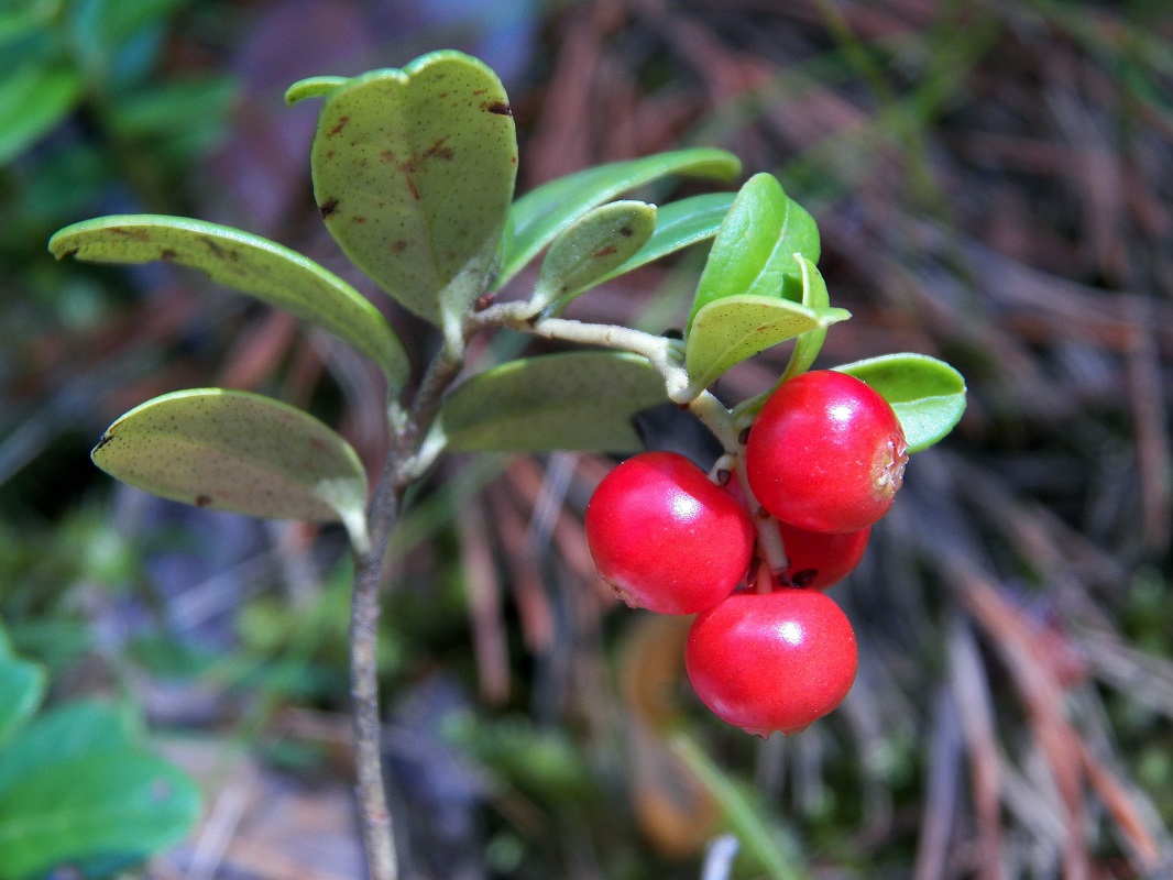 Image of Vaccinium vitis-idaea specimen.