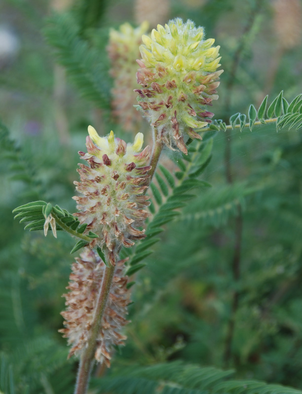 Image of Astragalus alopecurus specimen.