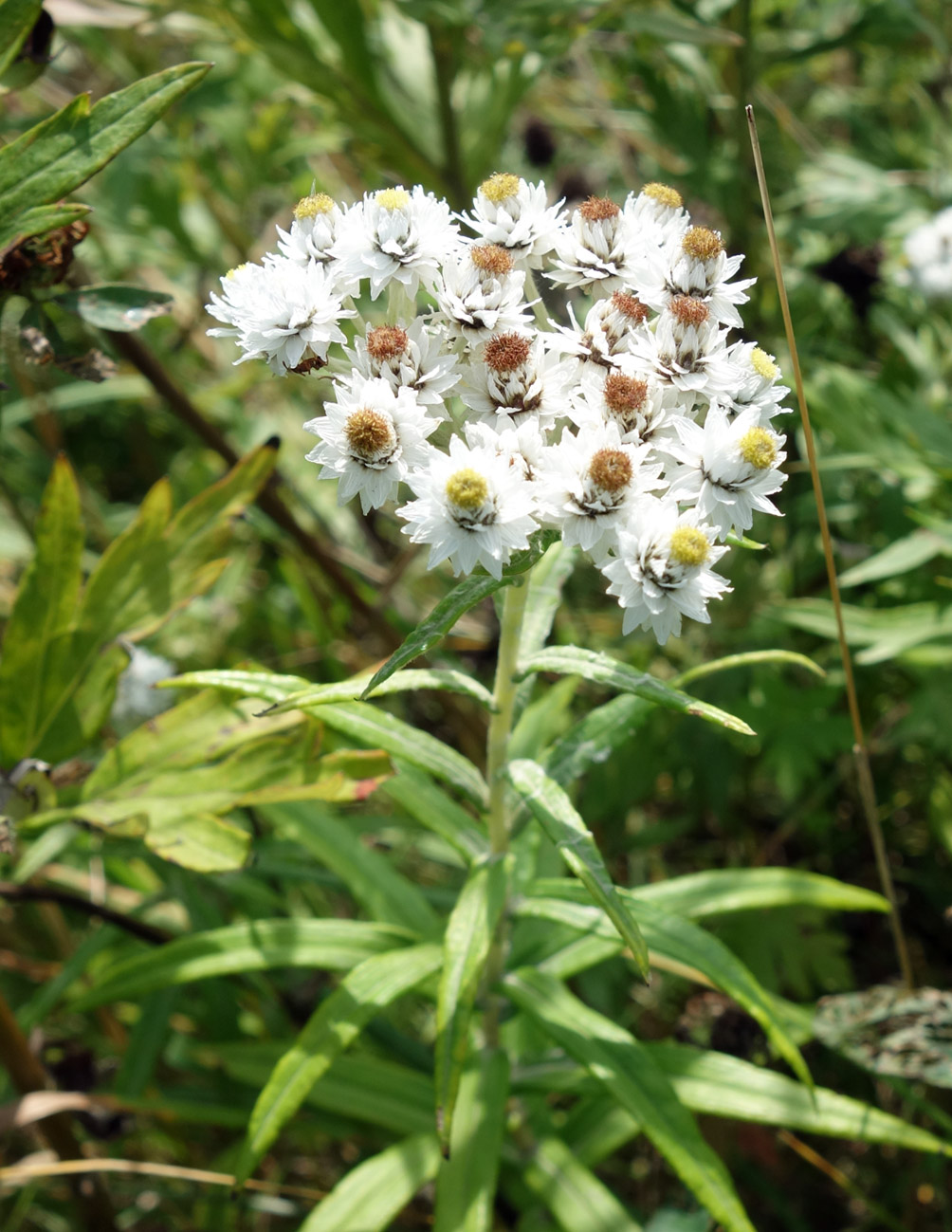 Изображение особи Anaphalis margaritacea.