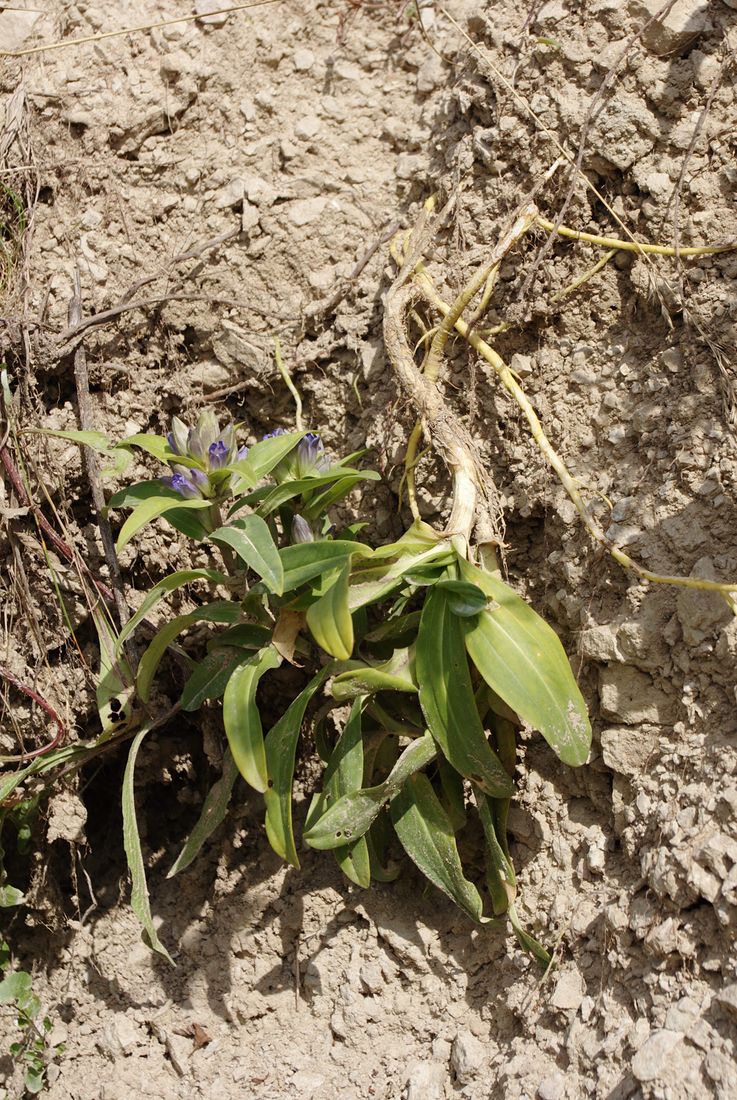 Image of Gentiana cruciata specimen.