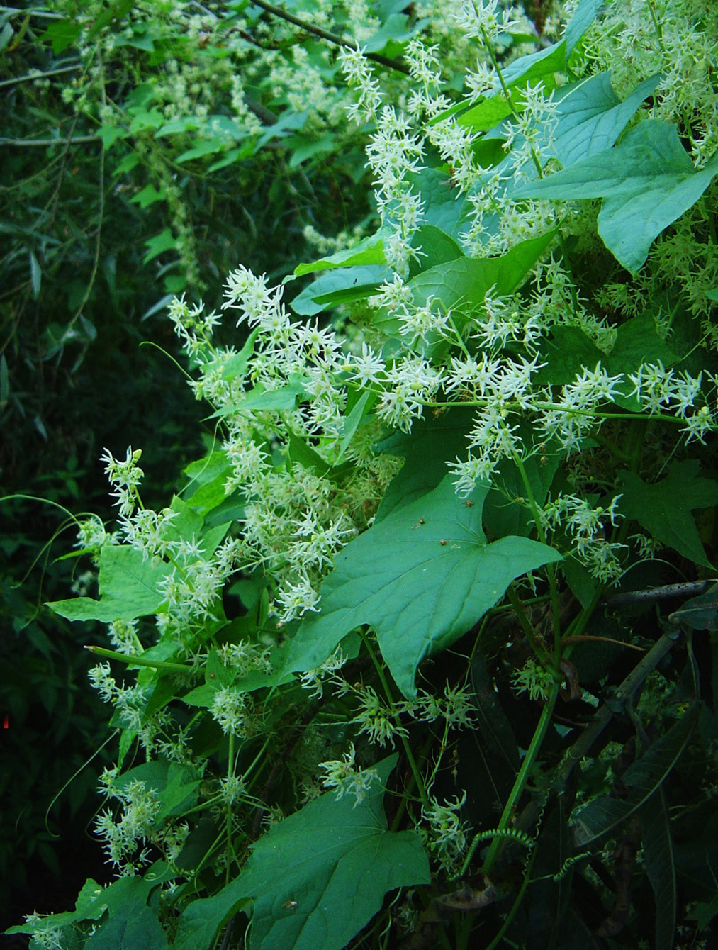 Image of Echinocystis lobata specimen.