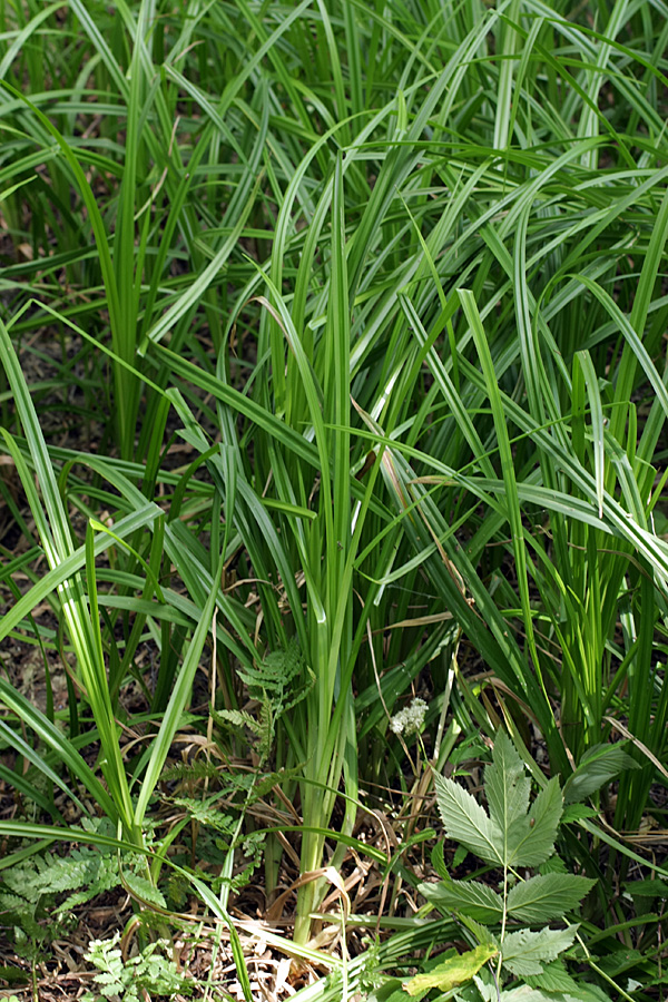 Image of Scirpus sylvaticus specimen.