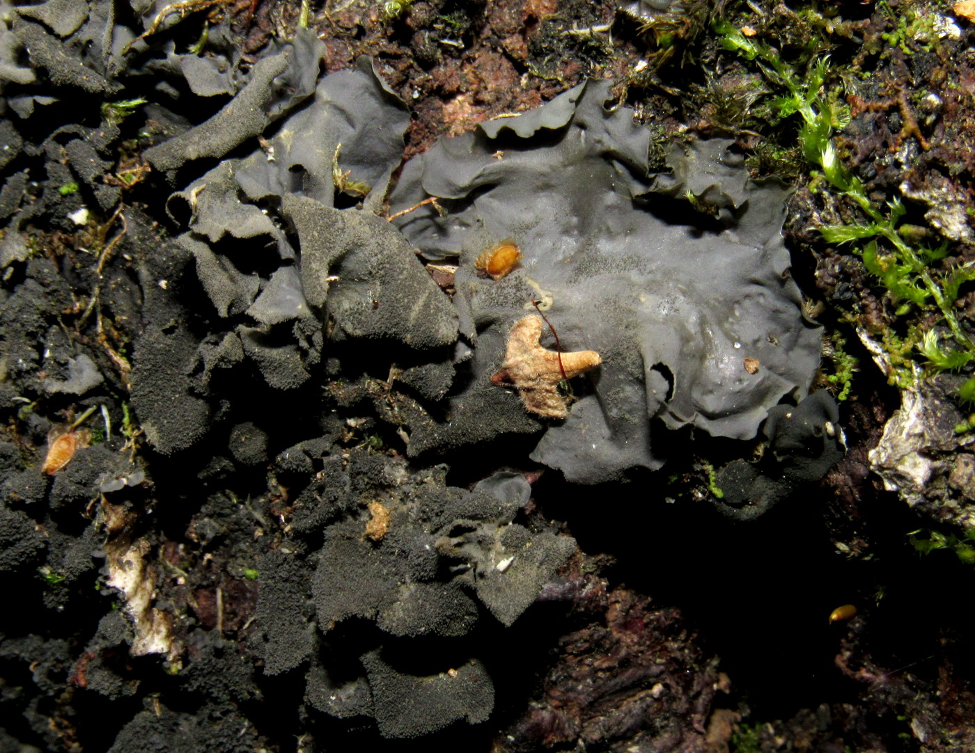 Изображение особи Leptogium cyanescens.