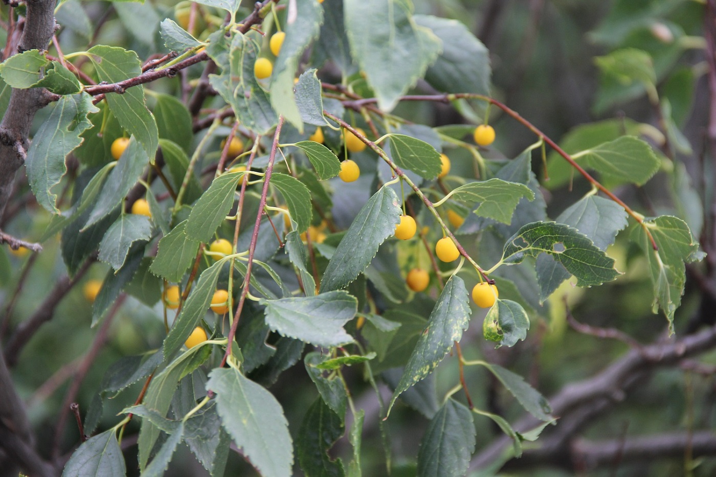 Изображение особи Celtis glabrata.