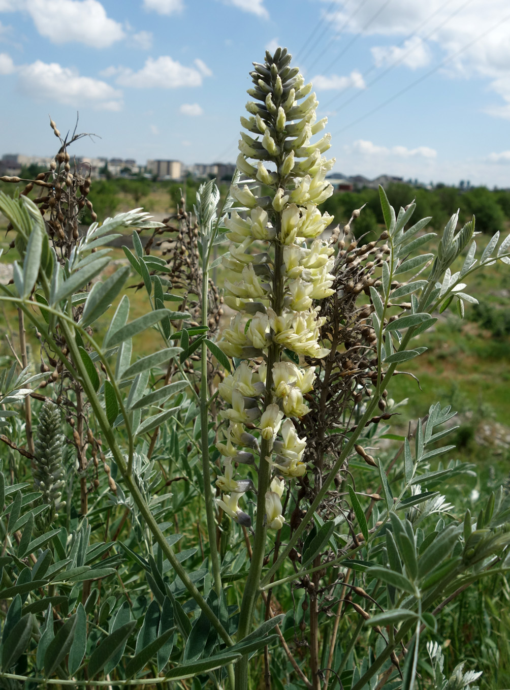 Изображение особи Pseudosophora alopecuroides.