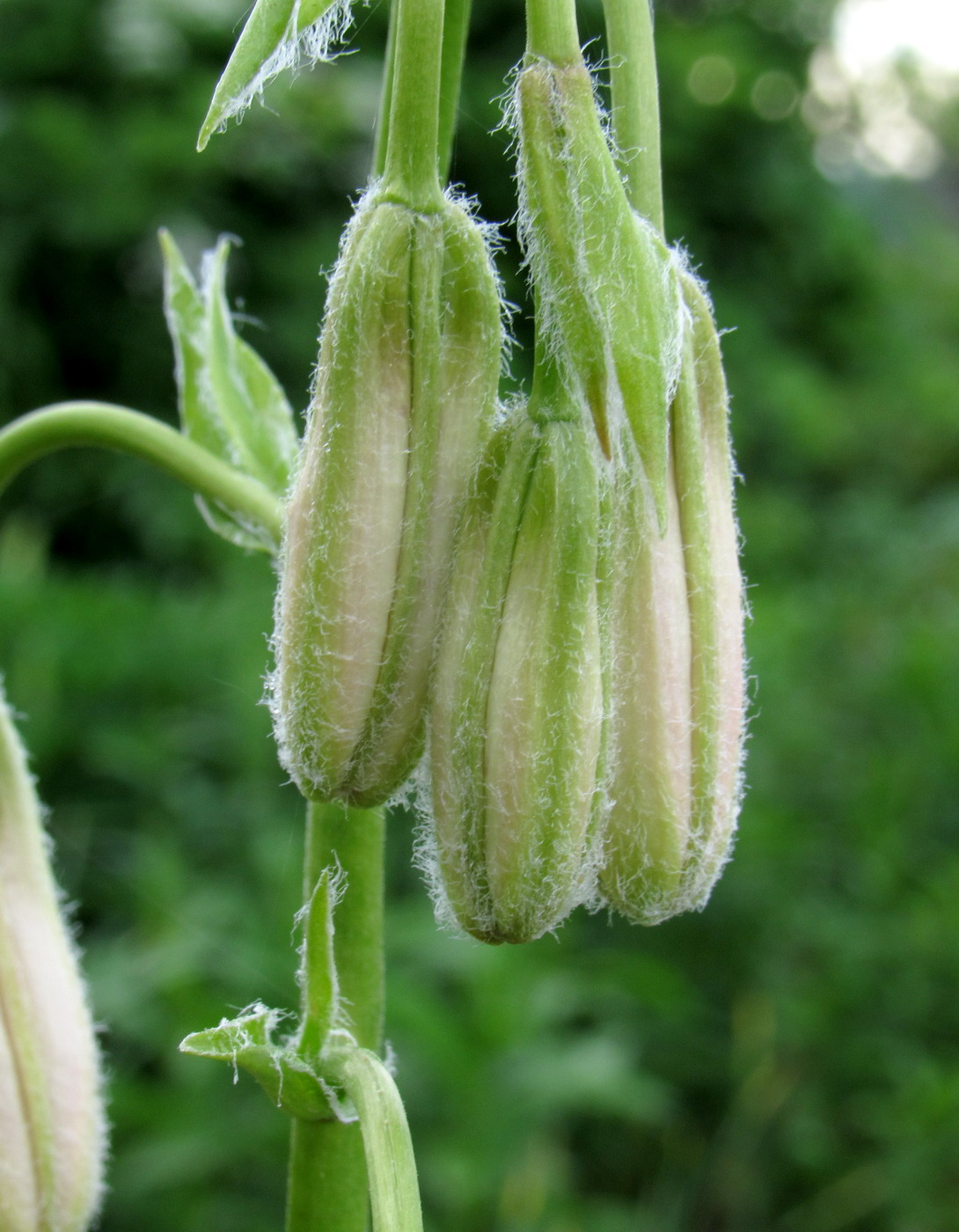 Image of Lilium pilosiusculum var. alboviridiflorum specimen.