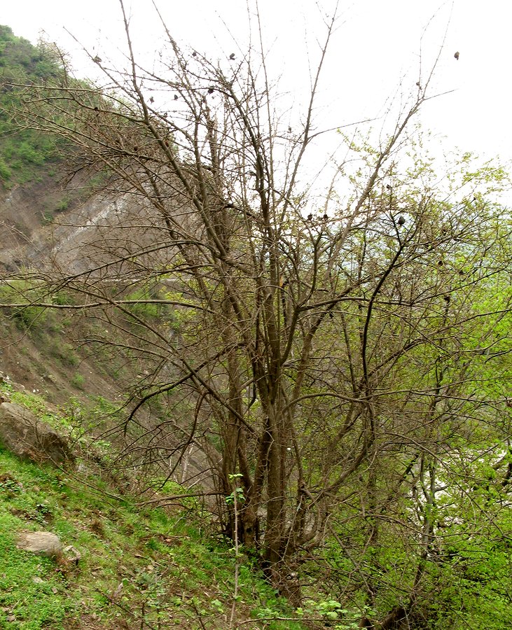 Image of Punica granatum specimen.