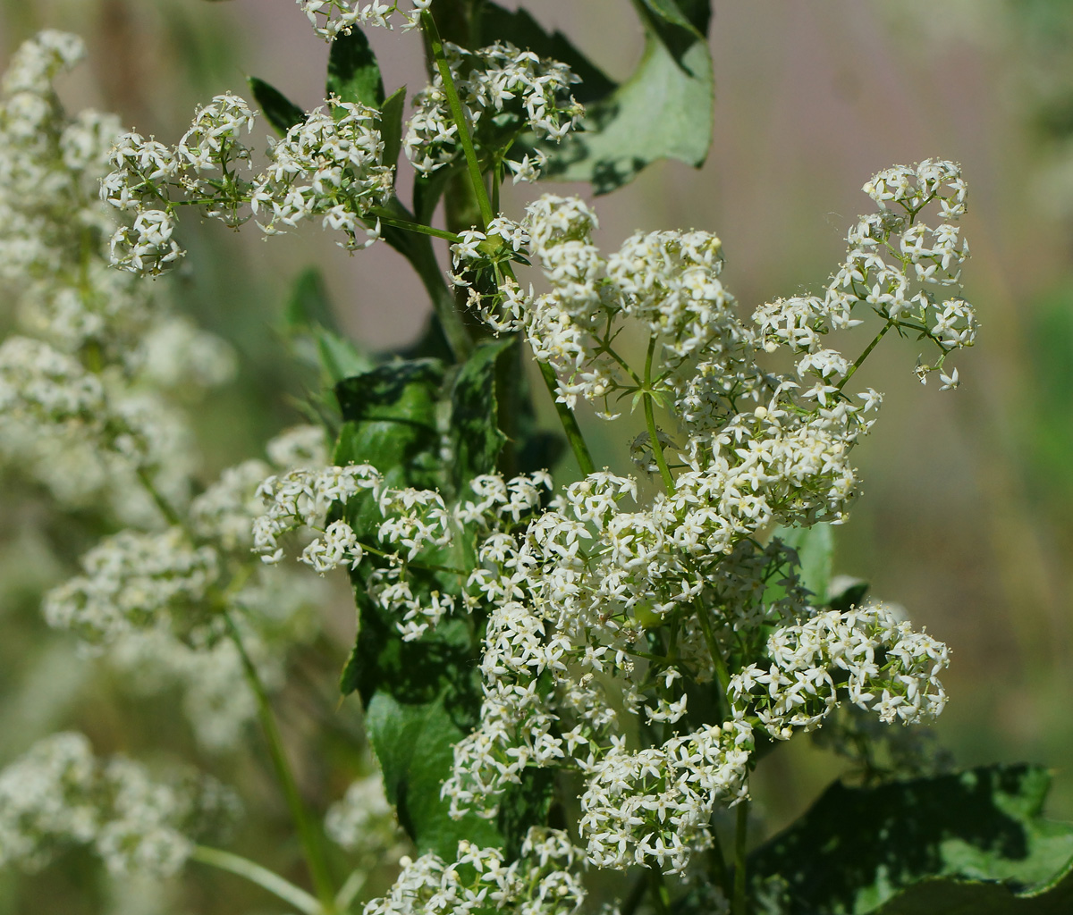 Изображение особи Galium mollugo.