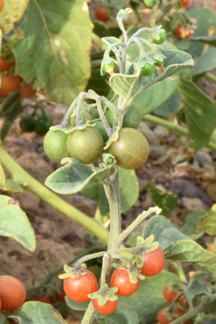 Изображение особи Solanum olgae.