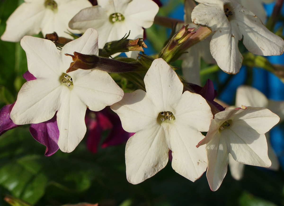 Image of Nicotiana alata specimen.