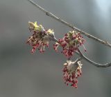 Acer negundo