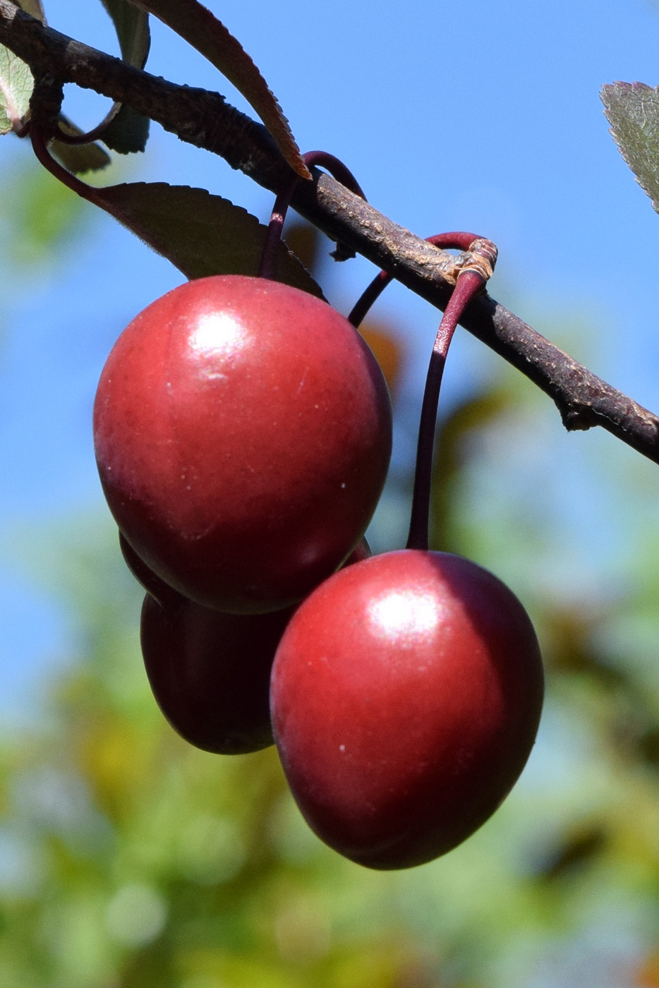 Image of Prunus cerasifera var. pissardii specimen.