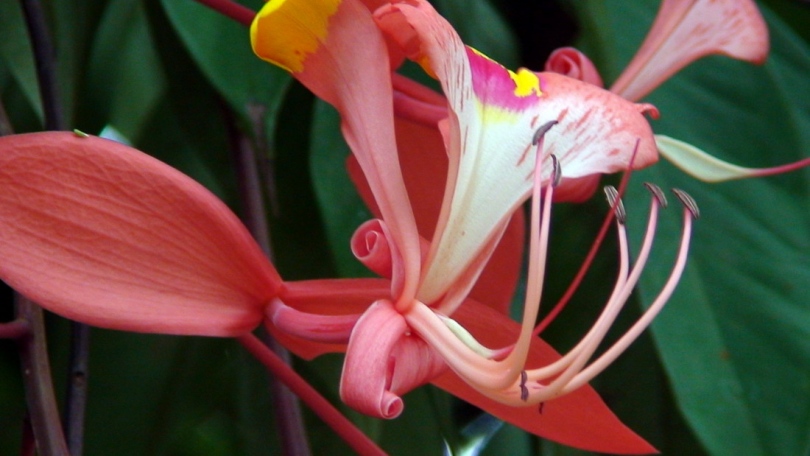 Image of Amherstia nobilis specimen.