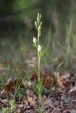 Cephalanthera damasonium. Зацветающее растение. Крым, Севастополь, р-н мыса Фиолент, пушистодубовое редколесье. 09.05.2020.