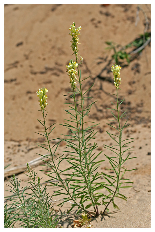 Image of Linaria vulgaris specimen.