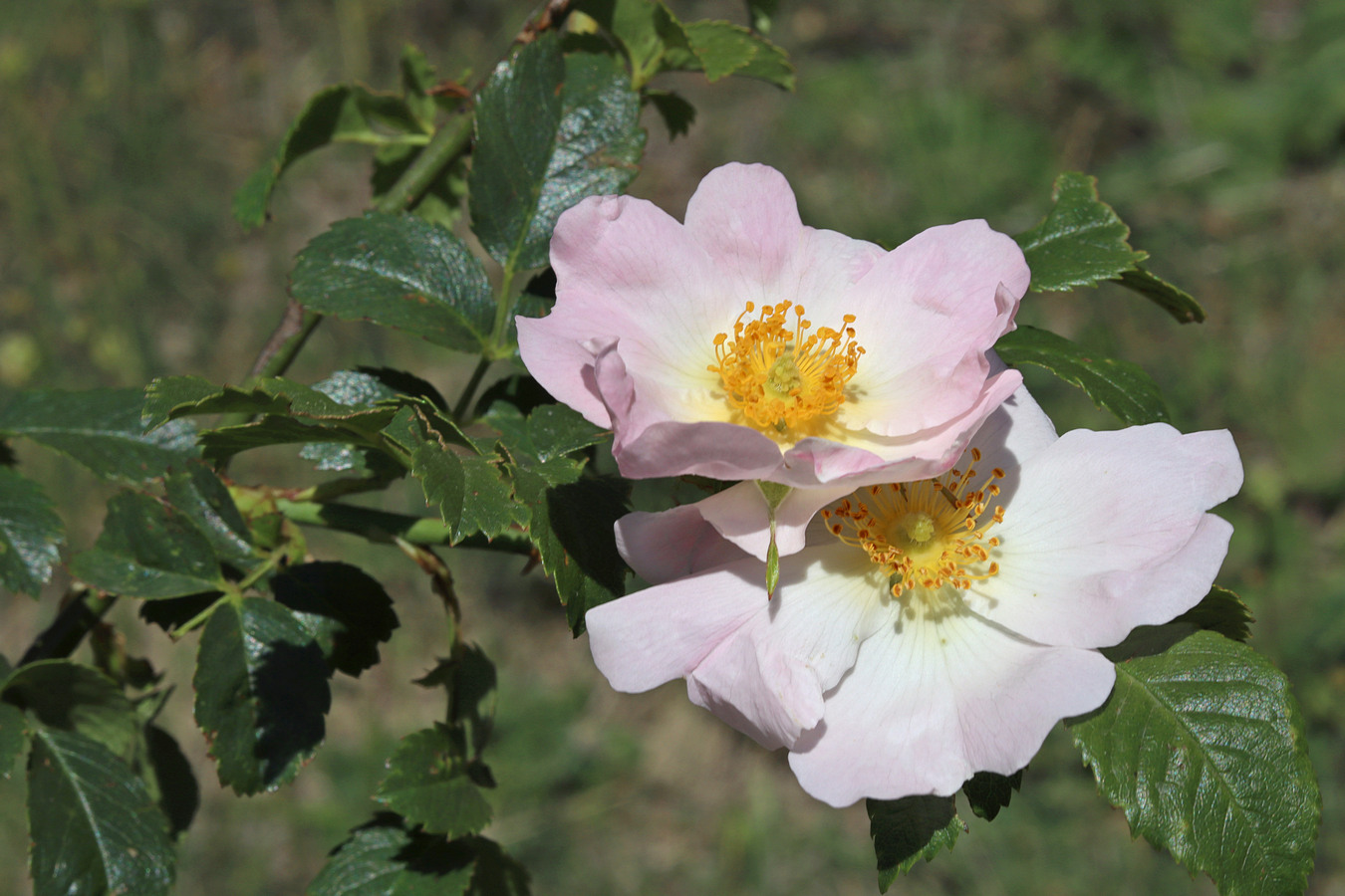 Image of Rosa canina specimen.