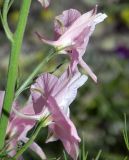 Delphinium ajacis