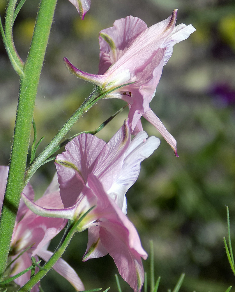 Image of Delphinium ajacis specimen.