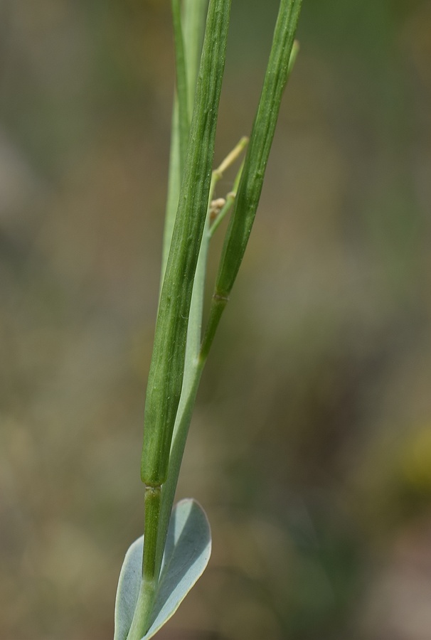 Image of Conringia austriaca specimen.