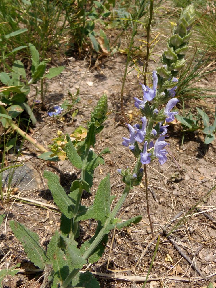 Изображение особи Salvia tesquicola.