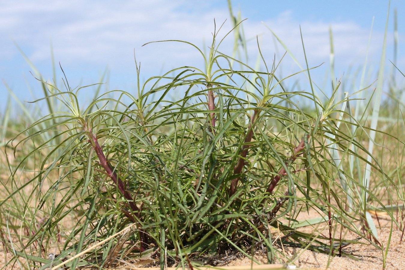 Image of Hieracium umbellatum var. dunale specimen.