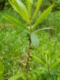 Daphne mezereum